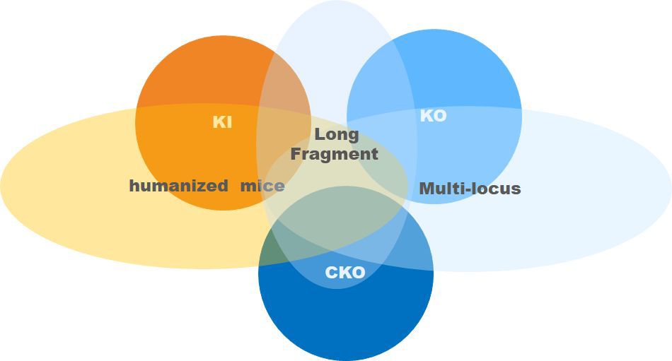Lamin A Premature Aging Mice